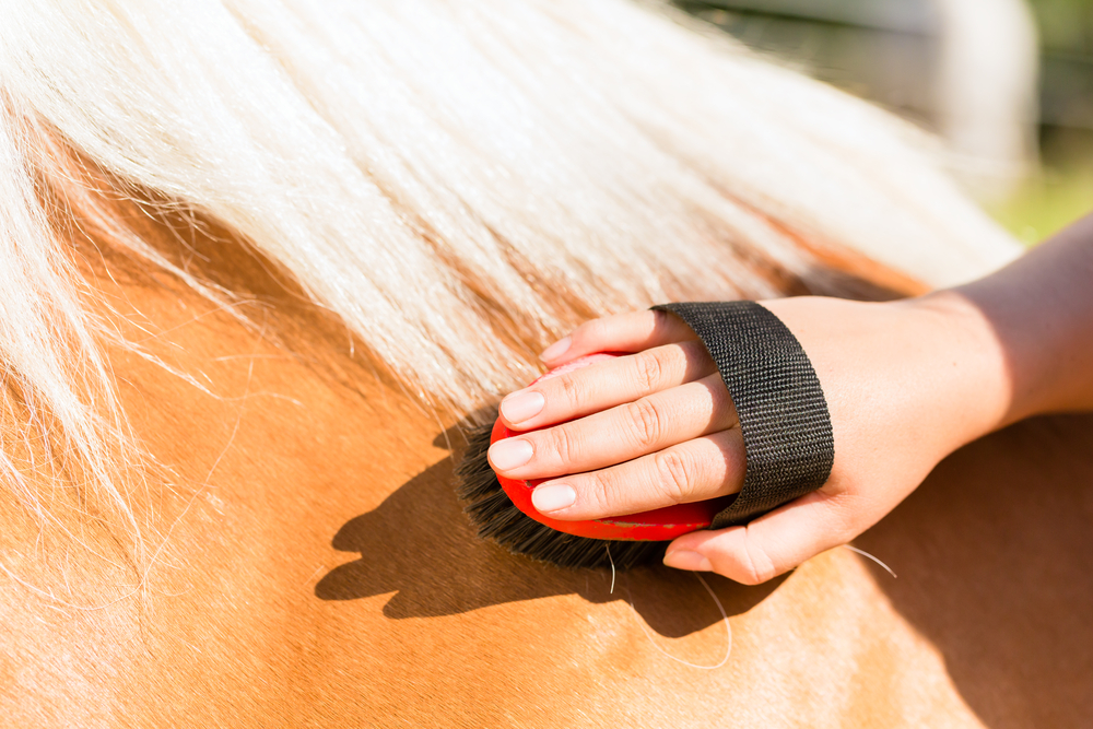 A woman's hand in the strap of a curry comb grooming a palimino horse with a white mane (Stock photo)