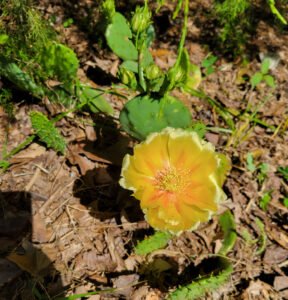 Picture of a large yellow flower on a prickly pear cactus