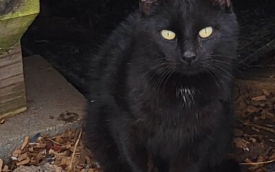 Two New Cats and Spring Arrives