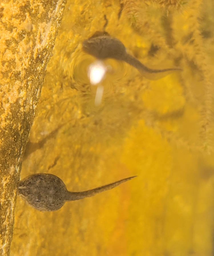 A close up image of two dark brown tadpoles against an orange background