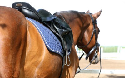 Going Beyond English Riding in Young Adult Equestrian