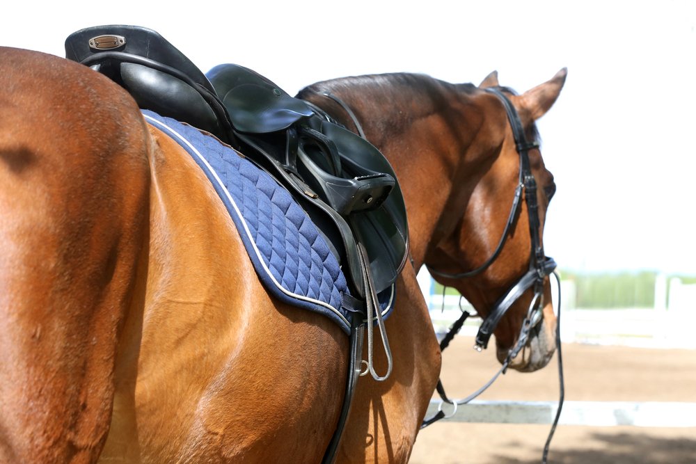 A 3/4 view of a chestnut horse with a black english saddle and bridle and blue saddle pad