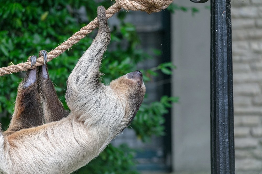 A two-toed sloth hanging from a rope in a zoo to indicate being suspended or in between two projects